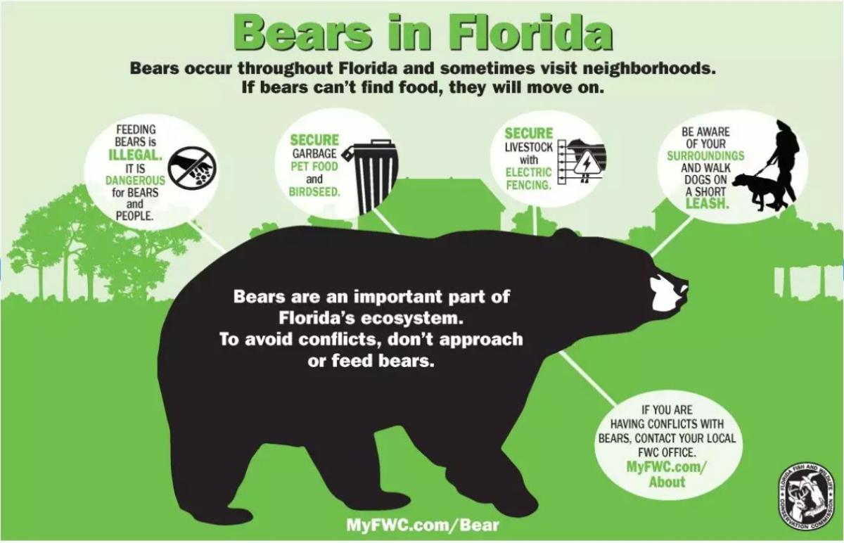 Bears in Florida